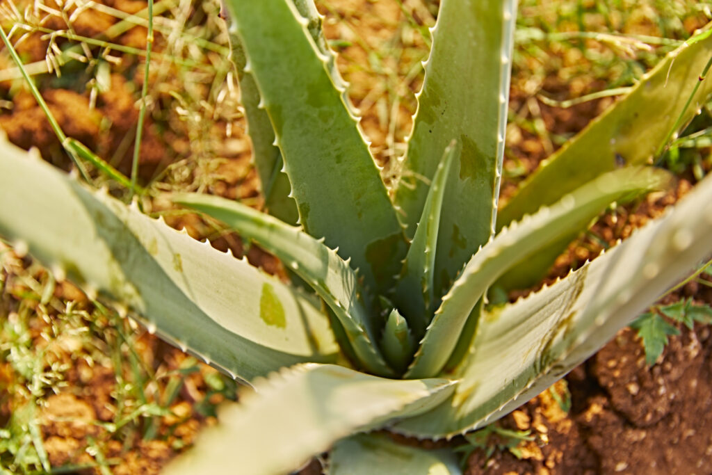 Aloe Vera planta