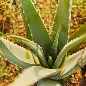 Aloe Vera produkter